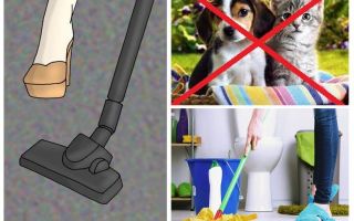 Como preparar um apartamento para a desinsetização de percevejos