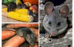 Como lidar com ratos no país e no site