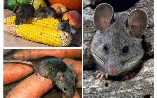 Como lidar com ratos no país e no site