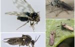 Insecto polilla