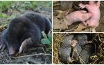 Descrição e fotos de moles recém-nascidos