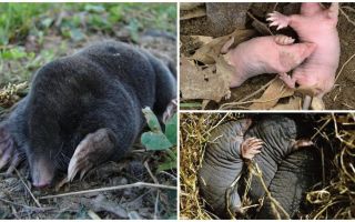 Descrição e fotos de moles recém-nascidos