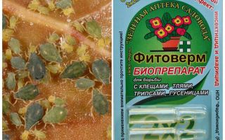 Phytoverm de pulgões