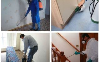 Percevejos profissionais no apartamento