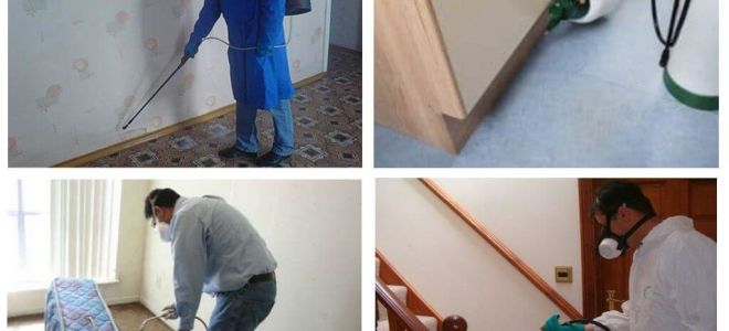 Disinsection das pulgas no apartamento por serviços profissionais