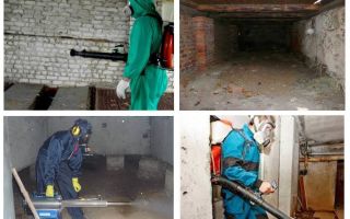 Como se livrar das pulgas do porão no apartamento