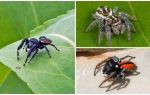 Jumping Spider (Jumping Spider)