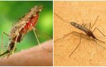 Como são os mosquitos da malária e quão perigosos eles são para os seres humanos