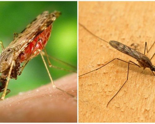 Como são os mosquitos da malária e quão perigosos eles são para os seres humanos