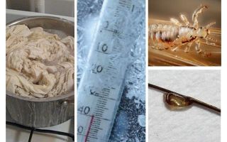 A que temperatura os piolhos e as lêndeas morrem?