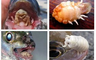 Woodlouse de língua
