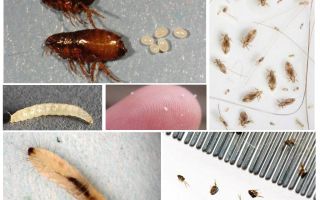 Como se livrar de pulgas de barro em um apartamento ou casa privada