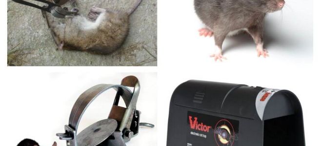 Armadilhas para ratos