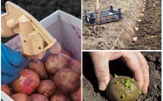 Do que antes do processo de plantação a batata do besouro de batata de Colorado e wireworm