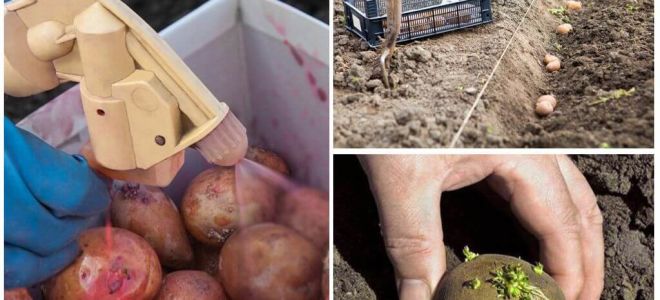 Do que antes do processo de plantação a batata do besouro de batata de Colorado e wireworm
