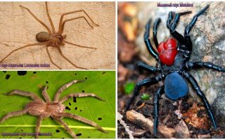 Descrição e fotos das aranhas mais perigosas do mundo