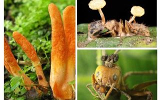 Formigas zumbis