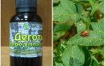 Tar de bétula do besouro de batata de Colorado e wireworm
