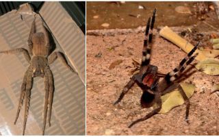 Aranha errante brasileira (corredor, errante, soldado)
