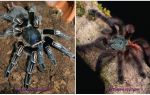 As 10 mais terríveis aranhas do mundo
