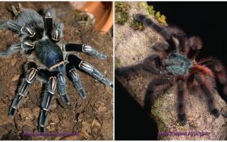 As 10 mais terríveis aranhas do mundo