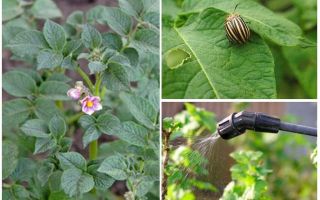 Eu posso lidar com as batatas dos besouros de Colorado durante a floração