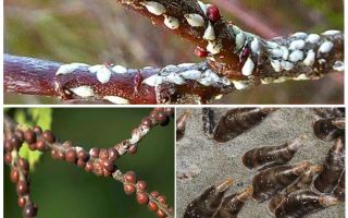 Como lidar com o escudo no jardim de ameixas, cerejas e outras árvores