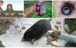 Lutando moles nos remédios populares dacha