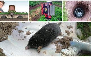 Lutando moles nos remédios populares dacha