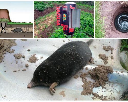 Lutando moles nos remédios populares dacha