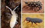 Collembola, springtails, poduras en plantas de interior.