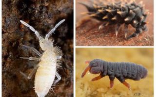 Collembola, springtails, poduras dalam tumbuh-tumbuhan dalaman