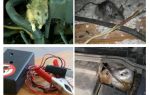 Como se livrar de ratos sob o capô de um carro