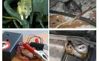 Como se livrar de ratos sob o capô de um carro