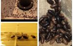 Como lidar com woodlice no apartamento