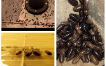 Como lidar com woodlice no apartamento