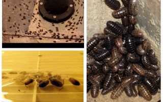 Como lidar com woodlice no apartamento