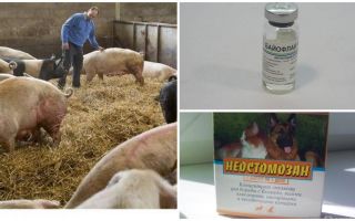 Como se livrar de moscas no celeiro
