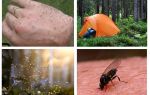 Midges no livro dos sonhos