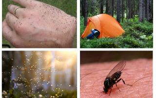 Midges no livro dos sonhos