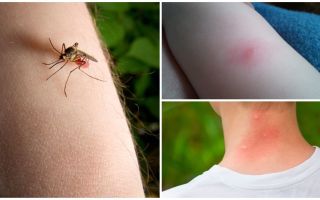 Qual é a diferença entre uma picada de mosquito e um inseto ou picada de carrapato?