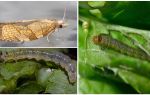 Como se livrar de mariposas em groselhas