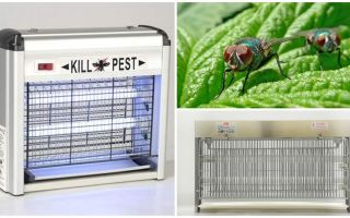 Como fazer uma armadilha para moscas casa