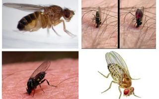 Quantas midges vivem