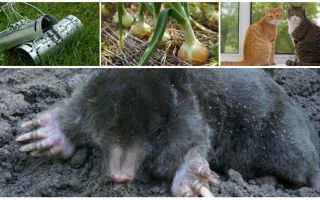 Remédios para verrugas na cabana de verão e jardim