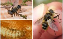 Qual é o gadfly, estilo de vida