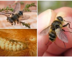 Qual é o gadfly, estilo de vida