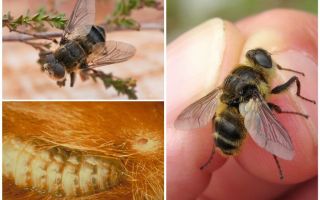 Qual é o gadfly, estilo de vida