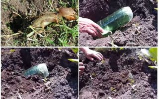 Revisão de armadilhas caseiras para o urso