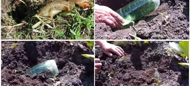 Revisão de armadilhas caseiras para o urso